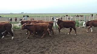 60 Novillitos de 230 kg - Vittori Ercazti - Plaza Ganadera