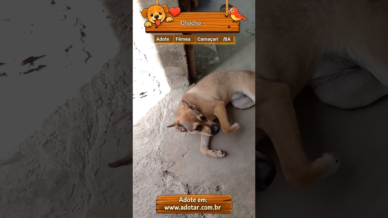 Cachorro raça Labrador idade 1 ano nome Chacha.