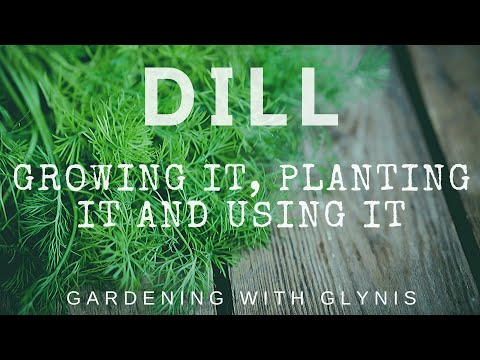 YouTube video about: Why is my dill plant turning yellow?