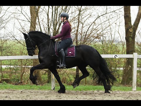Stal Okkema's Sue - Tymen x Hessel - Mare - 2021 - 1.62m