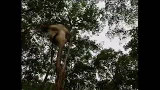 Download lagu Wiro Sableng, full Opening. mp3 Download lagu Wiro Sableng, full Opening. mp3