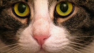 Подробная инструкция: как помыть кота самостоятельно - видео онлайн