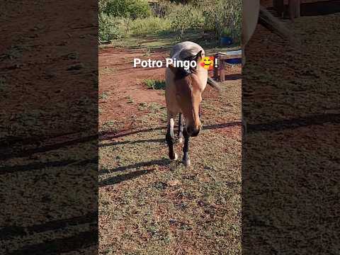 Centenário do Sul Paraná 🇧🇷 SER FELIZ 😃#deusejesusnaminhavida #cavalo #interior #fé #deus #doguinho