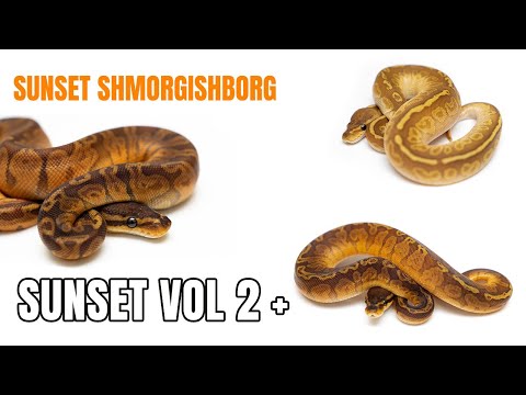 Sunset Ball Pythons Clutch Review Vol 2