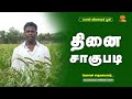 தினை சாகுபடி Foxtail Millets Successful Farmer