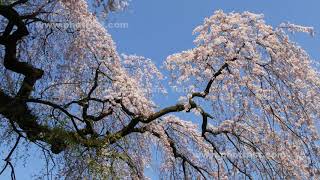 妙義神社の枝垂れ桜