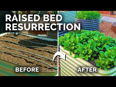 9 Beginner Raised Bed Garden Mistakes to Avoid