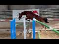 Jument SF 3 ans &ndash; Casallo Z &times; Kannan &ndash; 168 cm