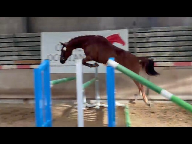 Jument SF 3 ans &ndash; Casallo Z &times; Kannan &ndash; 168 cm