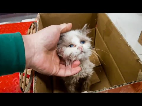 Sick Ragdoll Kitten Abandoned By Owner Cried When Embraced By Human Again