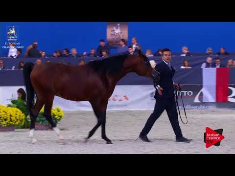 N.207 JAMIL IBN SHAKLAN P - Verona 2017 - 7-9 Years Old Stallions (Class 11)