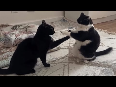 CATS: Unpredictable Actions and Hilarious Chaos
