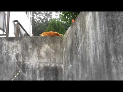 Me pissing off a Japanese cat