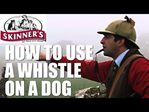 Gundog training tips - how to use the whistle