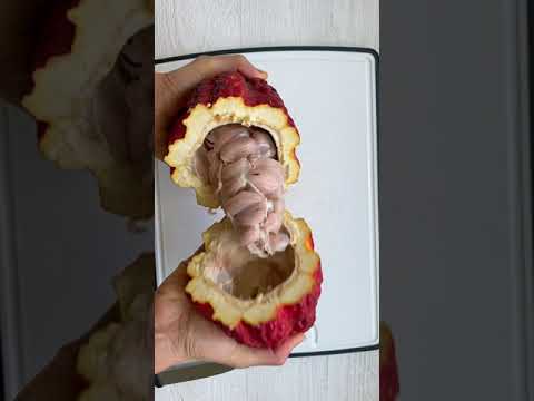 How to Make Chocolate from Cacao Fruit! Part1
