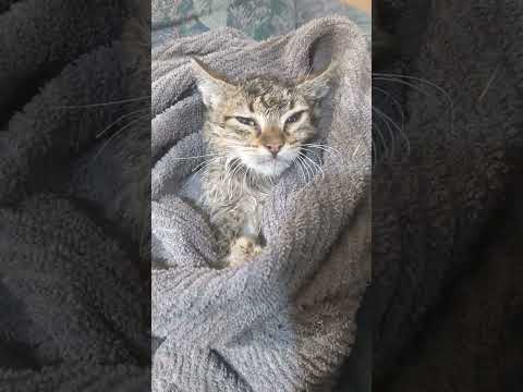 Dogs found a kitten in a frozen little pond. I brought it in the house and warmed it up slowly.