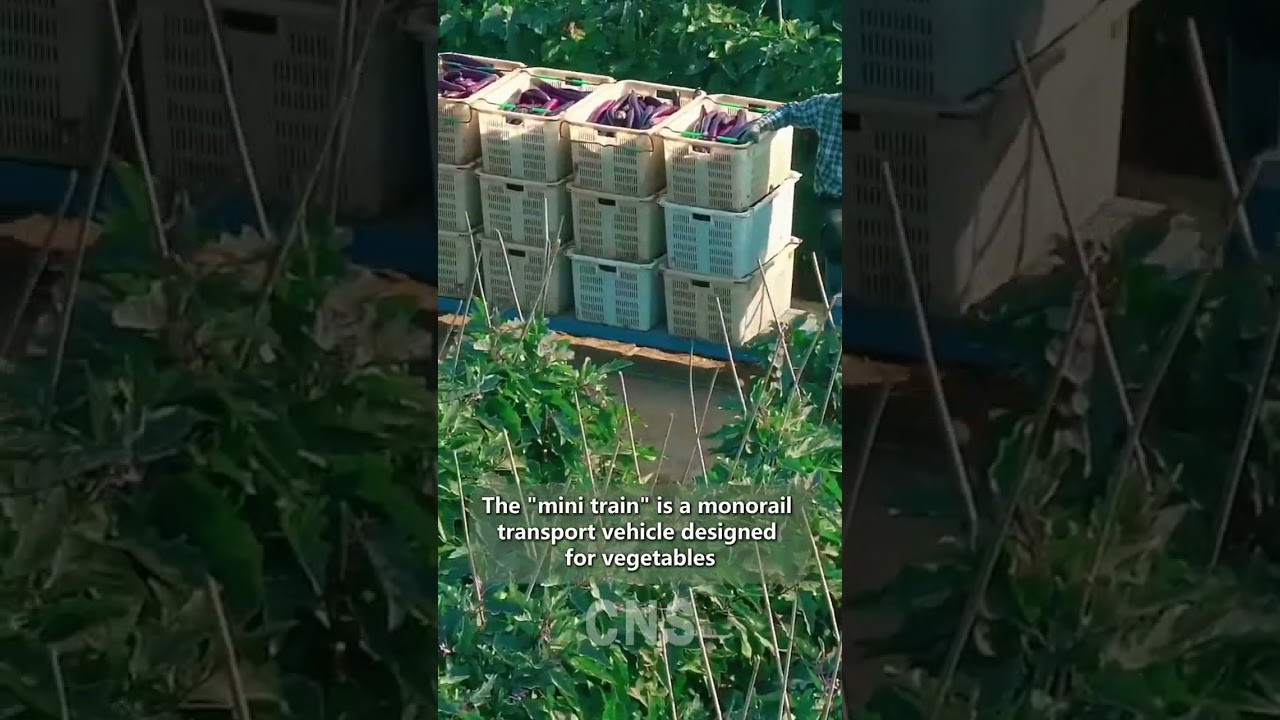 'Mini train' designed to transport vegetables debuts in China's Yunnan