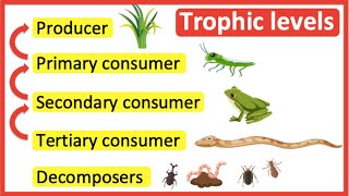 Trophic levels | Producer, primary consumer, secondary consumer, tertiary consumer & decomposers