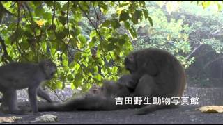 preview picture of video 'Formosan Rock Macaque Suckling　タイワンザルの毛づくろい'