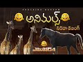 జిరాఫీలు గుర్రాలు Animals Voiceover Episode 4