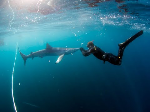 Blue Sharks off the Cornish coast