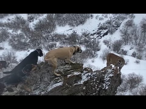2023 Utah Mountain Lion Hunt: Big Tom on a ledge!