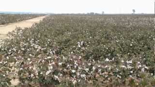 preview picture of video 'Defoliating Cotton -- Preparing for Cotton Harvest'