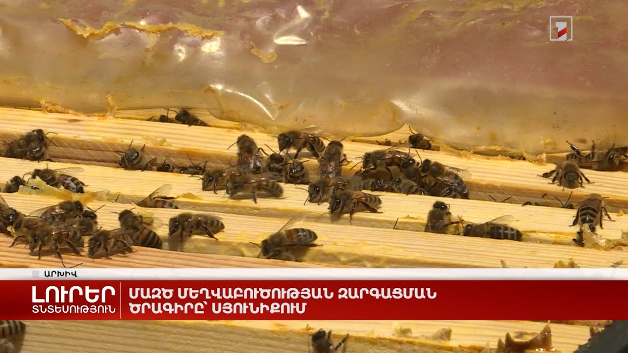 ՄԱԶԾ մեղվաբուծության զարգացման ծրագիրը՝ Սյունիքում