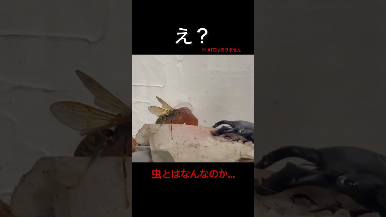 ハチとクワガタ #shorts