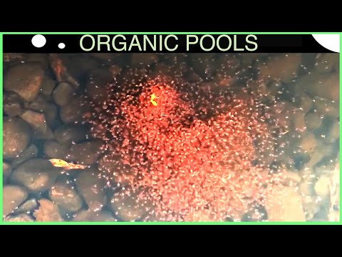 Amazing Plankton Vortex in an Organic Pool