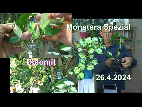 Monstera Spezial mit neuer Pflanzen Versorgung ohne Leitungswasser mit Dolomit Kalk und HPE Dünger