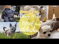 A Day In The Life Of A Chihuahua / Dog Owners Day / Momo’s Day