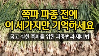 쪽파 파종 전에 이 세가지만 기억하세요 - 굵고 실한 쪽파 수확을 위한 파종법과 재배법