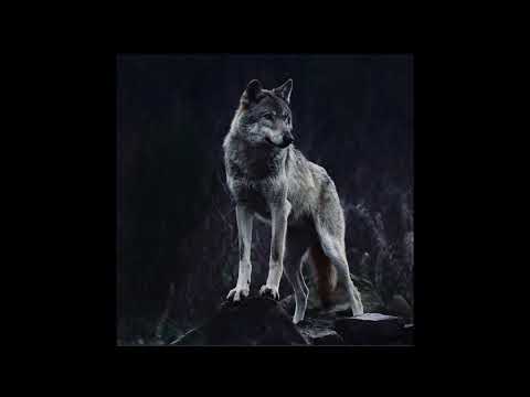 Il grido del Lupo, Melvin Burgess (2B, a.s. 2021-2022)