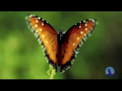 Aurel Maior - Cândva