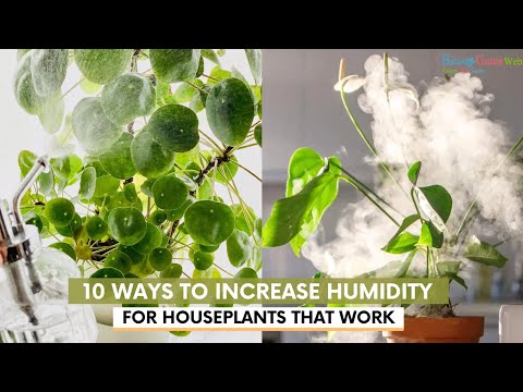 10 Ways To Increase Humidity For Houseplants That Work #indoorplants #plantcare