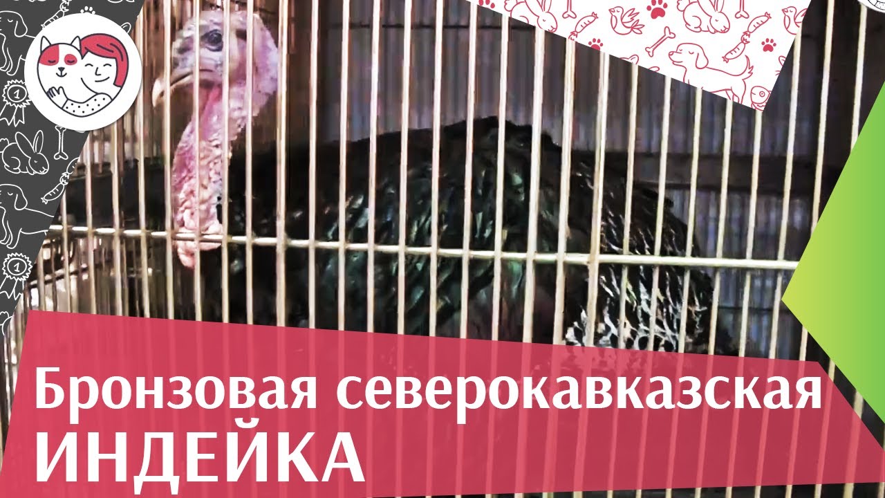 ИНДЕЙКИ БРОНЗОВАЯ СЕВЕРОКАВКАЗСКАЯ Агропромышленная выставка Золотая осень 2016 iLikePet
