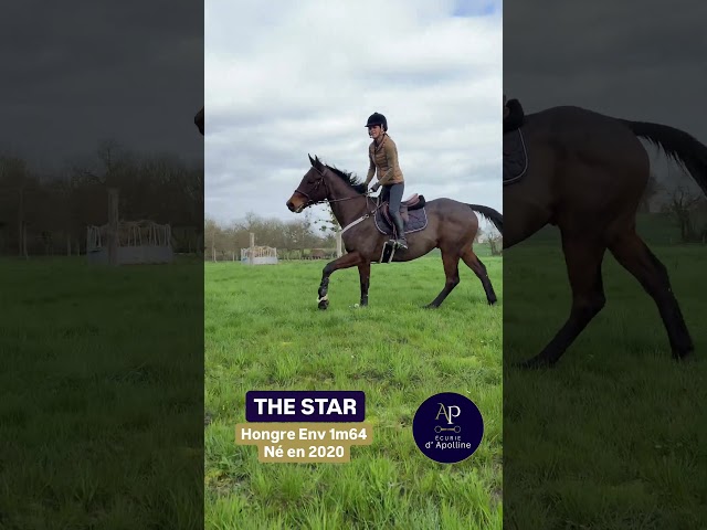 Hongre env 1m64 plaisant sur les barres