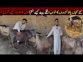 Katta Farming Katti Farming Dairy Farming