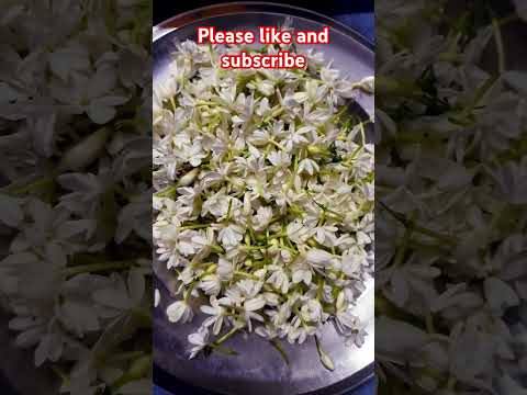 my garden 🌸🌺🌻🌹🌷🌼💐flower's# please#like #and #subscribe