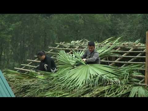 Finishing the roof and Nhi's corn and sugarcane harvest