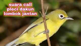 Download lagu Suara Panggilan Pleci Lombok  || Pancingan kecial kuning Agar Cepat Ngalas mp3