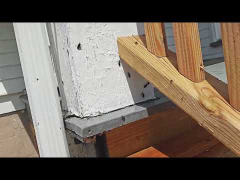 Boxelder Bugs All Over the Back of the Home in Monmouth Junction, NJ