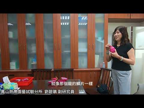 鳳山分所-「火」「辣」的秋天