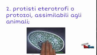 Il Regno dei Protisti