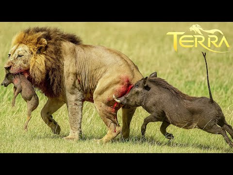 Salvaje Kalahari - Supervivencia en la Tierra Mortal de los Depredadores #animales #animalessalvajes