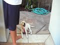 Labrador de 3 meses pone en práctica sus trucos