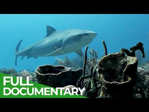 Whitetip Reef Sharks: Deadly Nocturnal Predators