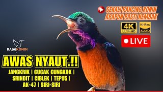 Download lagu PANCINGAN KONIN GACOR FULL TEMBAKAN ISIAN MEWAH!! COCOK BUAT MASTERAN KOLIBRI NINJA BAHAN IJOAN mp3