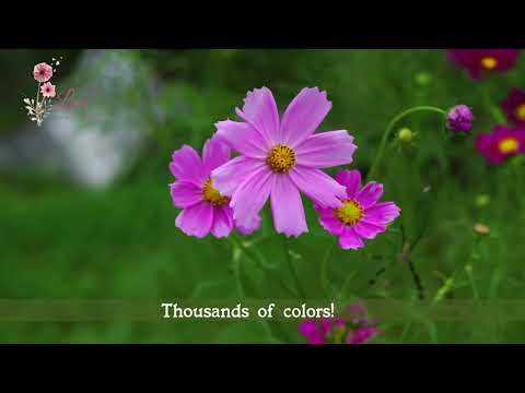 LINA - " BINE AI VENIT, PRIMAVARA! " (WELCOME SPRING!)